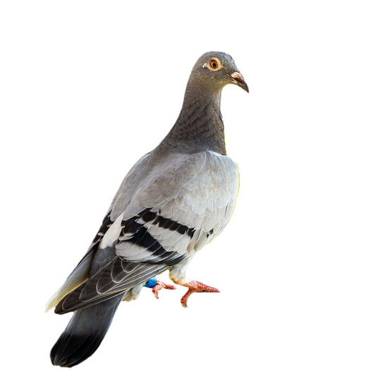 Homing Pigeon Shipping (per box)